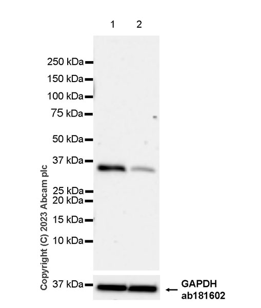 Western blot - Anti-E3 ubiquitin-protein ligase MUL1 antibody [EPR27201-55] - BSA and Azide free (AB315225), expandable thumbnail