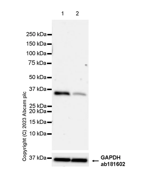Western blot - Anti-E3 ubiquitin-protein ligase MUL1 antibody [EPR27201-55] - BSA and Azide free (AB315225)
