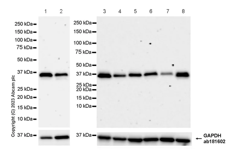 Western blot - Anti-E3 ubiquitin-protein ligase MUL1 antibody [EPR27201-55] - BSA and Azide free (AB315225)