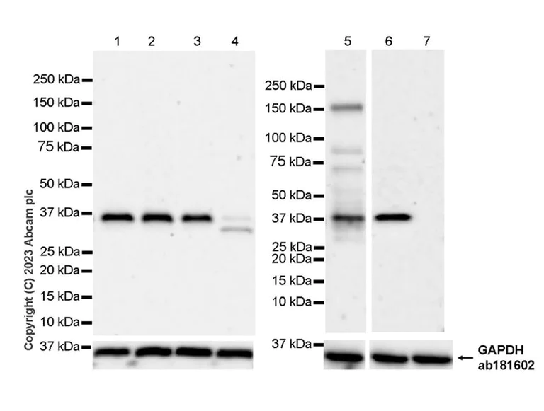 Western blot - Anti-E3 ubiquitin-protein ligase MUL1 antibody [EPR27201-55] - BSA and Azide free (AB315225)