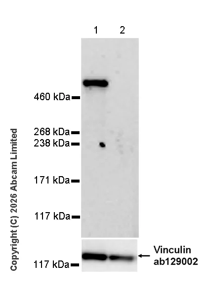 Western blot - Anti-E3 ubiquitin-protein ligase RNF213 antibody [EPR28972-85] (AB327703)