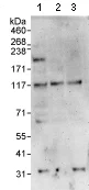 Western blot - Anti-E4F1 antibody (AB70618)