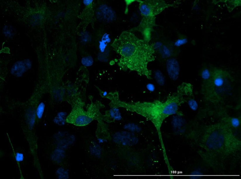 Immunocytochemistry/ Immunofluorescence - Anti-EAAT1 antibody (AB235203), expandable thumbnail