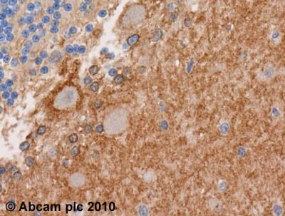 Immunohistochemistry (Formalin/PFA-fixed paraffin-embedded sections) - Anti-EAAT1 antibody (AB416)