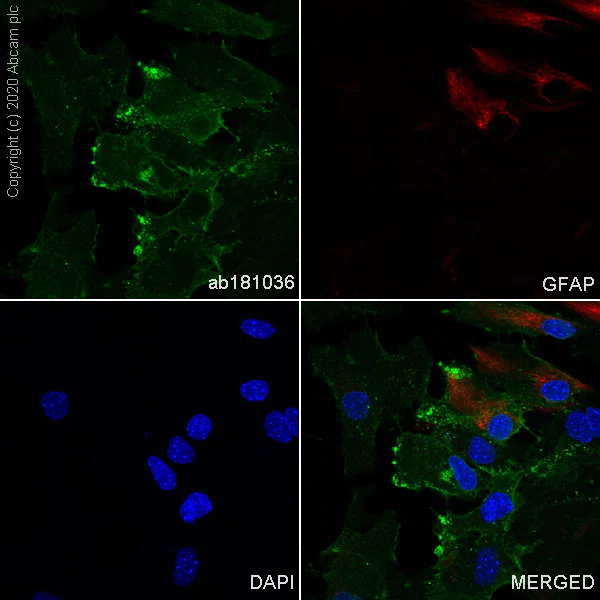 Immunocytochemistry/ Immunofluorescence - Anti-EAAT1 antibody [EPR12686] (AB181036)