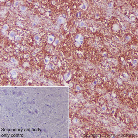 Immunohistochemistry (Formalin/PFA-fixed paraffin-embedded sections) - Anti-EAAT1 antibody [EPR12686] (AB181036)