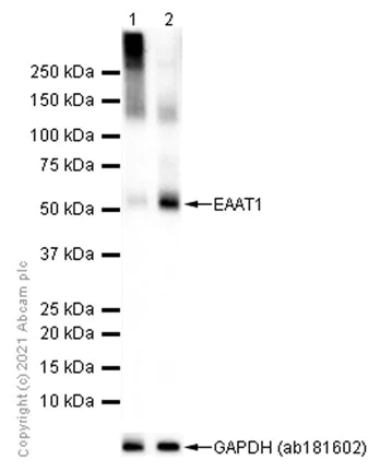 Western blot - Anti-EAAT1 antibody [EPR12686] (AB181036)
