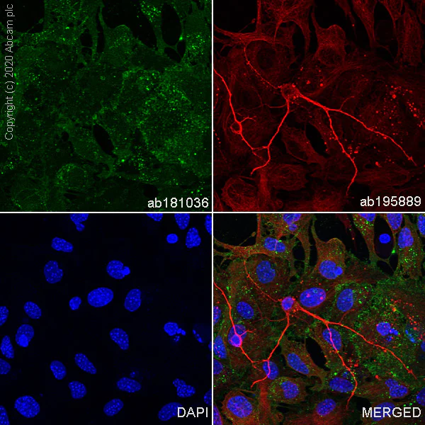 Immunocytochemistry/ Immunofluorescence - Anti-EAAT1 antibody [EPR12686] - BSA and Azide free (AB240235)