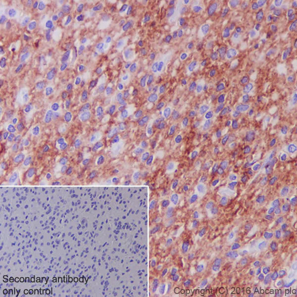 Immunohistochemistry (Formalin/PFA-fixed paraffin-embedded sections) - Anti-EAAT1 antibody [EPR12686] - BSA and Azide free (AB240235)