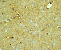 Immunohistochemistry (Formalin/PFA-fixed paraffin-embedded sections) - Anti-EAAT1 antibody [EPR12686] - BSA and Azide free (AB240235)