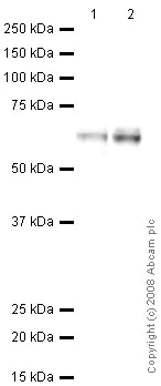 Western blot - Anti-EAAT2 antibody (AB41621)