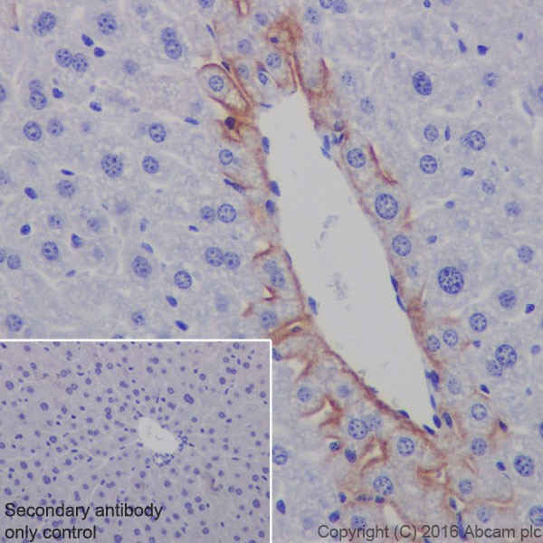 Immunohistochemistry (Formalin/PFA-fixed paraffin-embedded sections) - Anti-EAAT2 antibody [EPR19794] (AB205247), expandable thumbnail