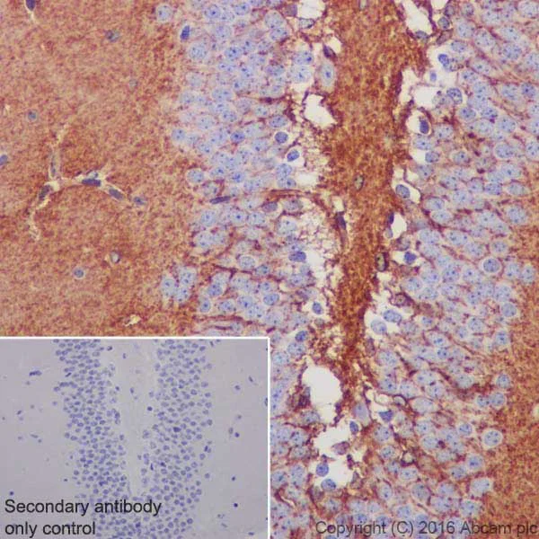 Immunohistochemistry (Formalin/PFA-fixed paraffin-embedded sections) - Anti-EAAT2 antibody [EPR19794] - BSA and Azide free (AB251423)