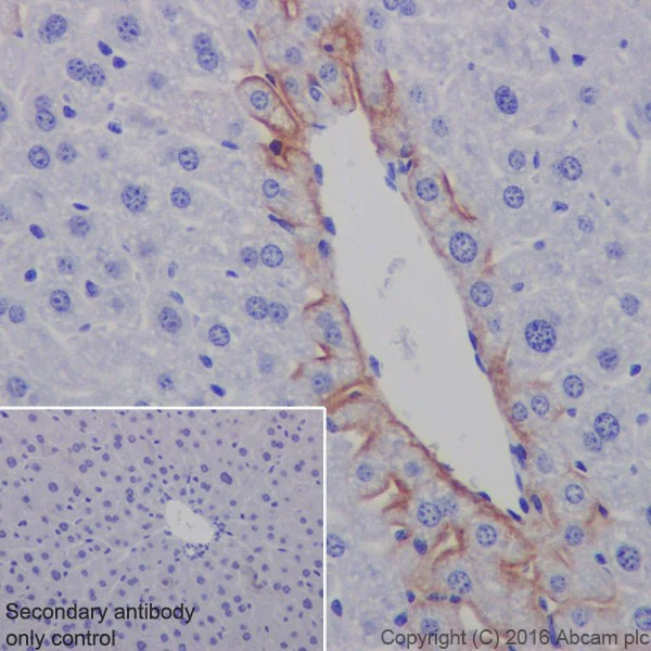Immunohistochemistry (Formalin/PFA-fixed paraffin-embedded sections) - Anti-EAAT2 antibody [EPR19794] - BSA and Azide free (AB251423)