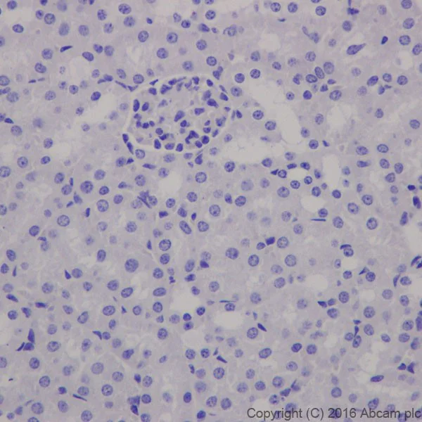 Immunohistochemistry (Formalin/PFA-fixed paraffin-embedded sections) - Anti-EAAT2 antibody [EPR19794] - BSA and Azide free (AB251423)