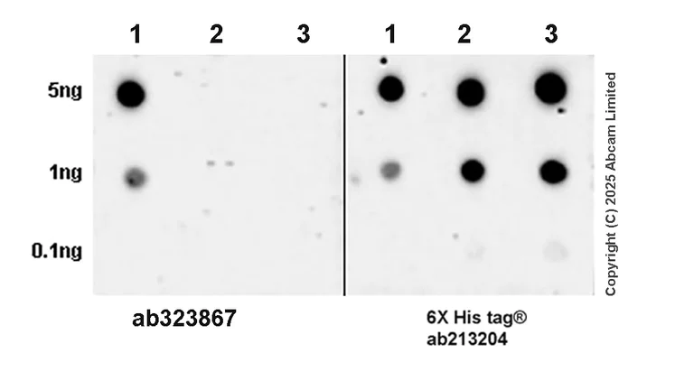 Dot Blot - Anti-EAAT2 antibody [EPR29552-528] (AB323867)