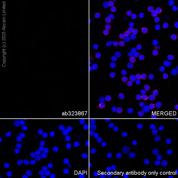Immunocytochemistry/ Immunofluorescence - Anti-EAAT2 antibody [EPR29552-528] - BSA and Azide free (AB324021)