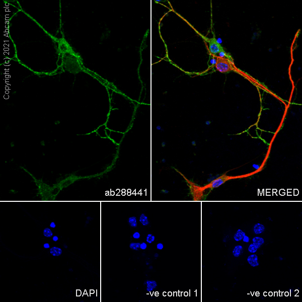 Immunocytochemistry/ Immunofluorescence - Anti-EAAT3 antibody [EPR25149-62] (ab288441), expandable thumbnail
