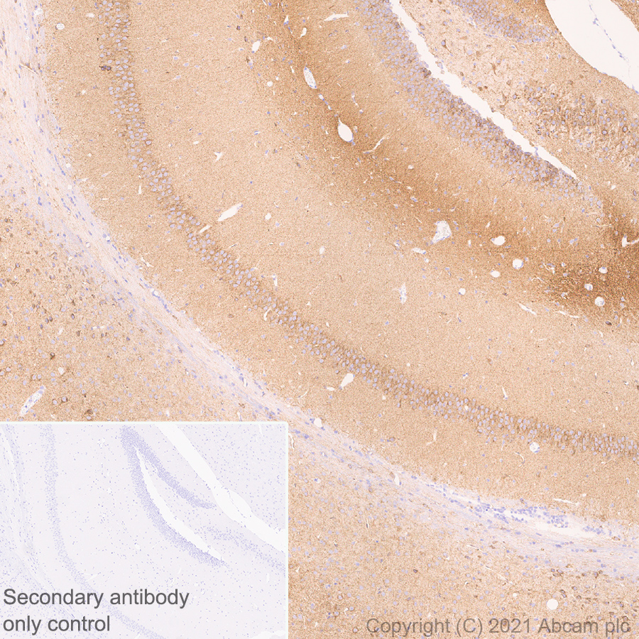Immunohistochemistry (Formalin/PFA-fixed paraffin-embedded sections) - Anti-EAAT3 antibody [EPR25149-62] (ab288441), expandable thumbnail