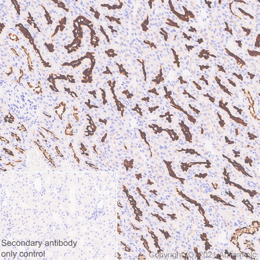 Immunohistochemistry (Formalin/PFA-fixed paraffin-embedded sections) - Anti-EAAT3 antibody [EPR25149-62] (ab288441), expandable thumbnail