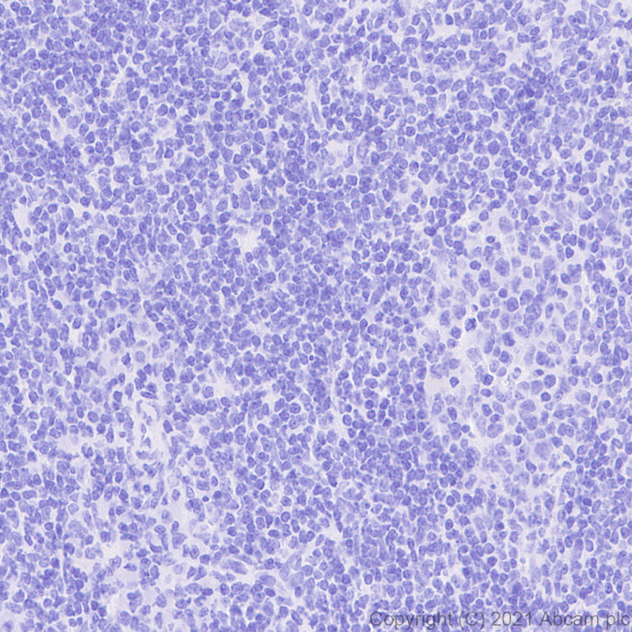 Immunohistochemistry (Formalin/PFA-fixed paraffin-embedded sections) - Anti-EAAT3 antibody [EPR25149-62] (ab288441), expandable thumbnail