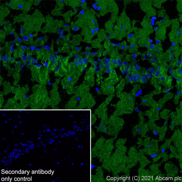 Immunohistochemistry (Frozen sections) - Anti-EAAT3 antibody [EPR25149-62] (ab288441), expandable thumbnail