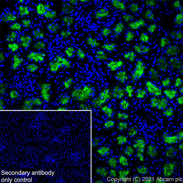 Immunohistochemistry (Frozen sections) - Anti-EAAT3 antibody [EPR25149-62] (AB288441), expandable thumbnail
