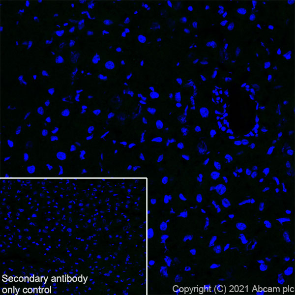 Immunohistochemistry (Frozen sections) - Anti-EAAT3 antibody [EPR25149-62] (AB288441), expandable thumbnail