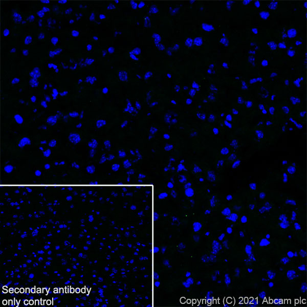 Immunohistochemistry (Frozen sections) - Anti-EAAT3 antibody [EPR25149-62] (ab288441), expandable thumbnail