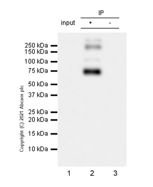 Immunoprecipitation - Anti-EAAT3 antibody [EPR25149-62] (ab288441), expandable thumbnail