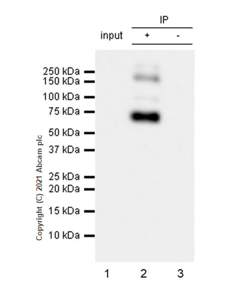 Immunoprecipitation - Anti-EAAT3 antibody [EPR25149-62] (AB288441), expandable thumbnail