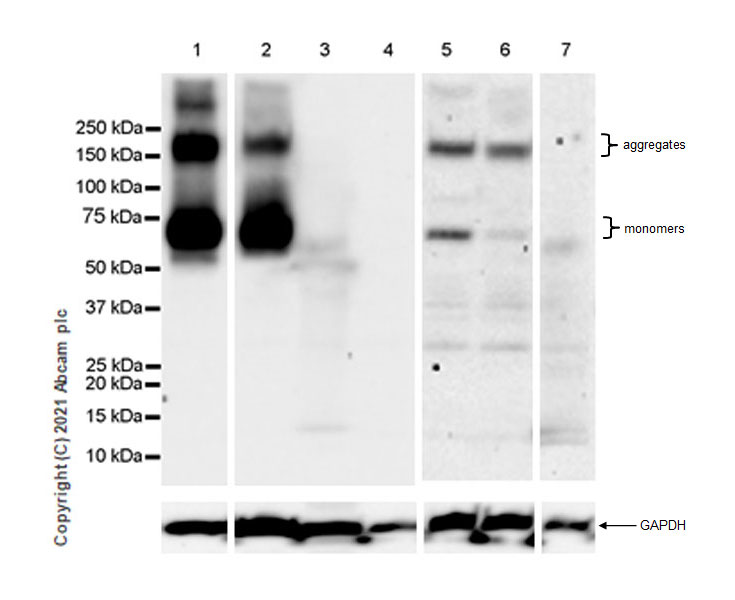 Western blot - Anti-EAAT3 antibody [EPR25149-62] (AB288441), expandable thumbnail