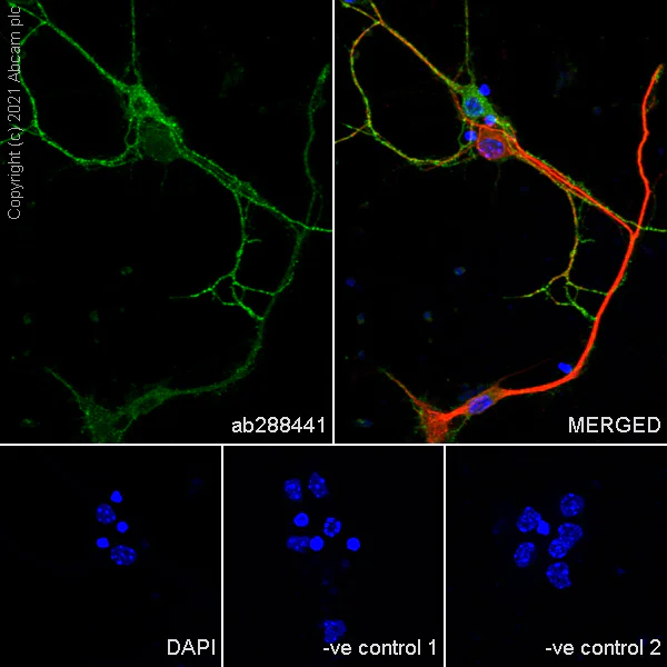 Immunocytochemistry/ Immunofluorescence - Anti-EAAT3 antibody [EPR25149-62] - BSA and Azide free (AB288450)