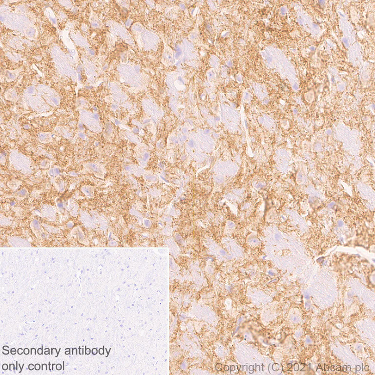 Immunohistochemistry (Formalin/PFA-fixed paraffin-embedded sections) - Anti-EAAT3 antibody [EPR25149-62] - BSA and Azide free (AB288450)