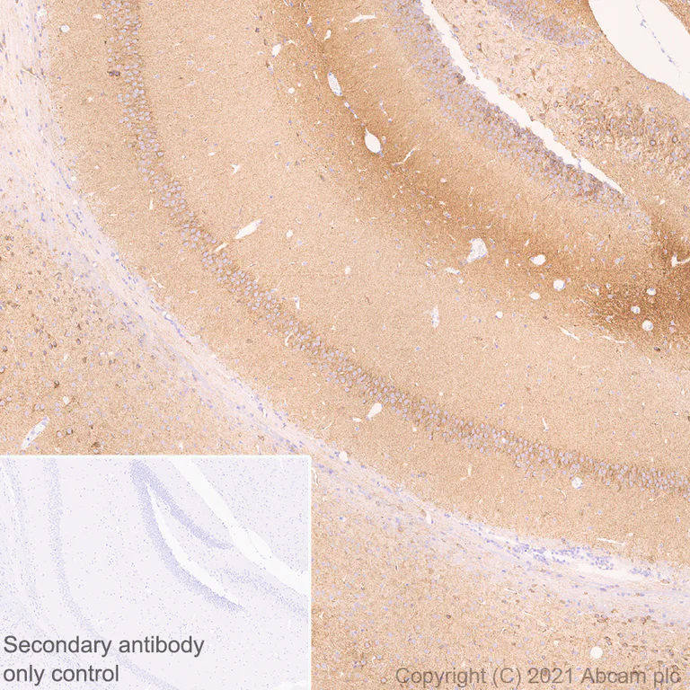 Immunohistochemistry (Formalin/PFA-fixed paraffin-embedded sections) - Anti-EAAT3 antibody [EPR25149-62] - BSA and Azide free (AB288450)