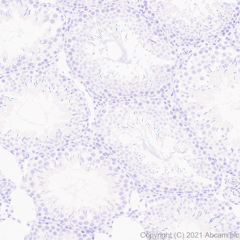 Immunohistochemistry (Formalin/PFA-fixed paraffin-embedded sections) - Anti-EAAT3 antibody [EPR25149-62] - BSA and Azide free (AB288450)
