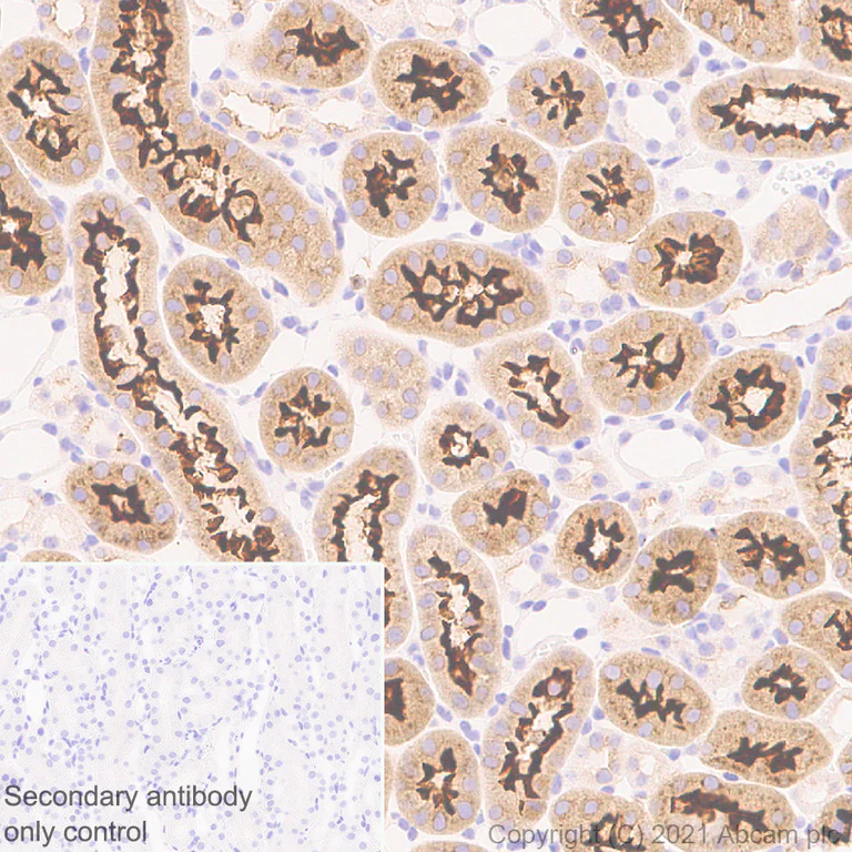 Immunohistochemistry (Formalin/PFA-fixed paraffin-embedded sections) - Anti-EAAT3 antibody [EPR25149-62] - BSA and Azide free (AB288450)