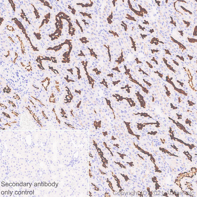 Immunohistochemistry (Formalin/PFA-fixed paraffin-embedded sections) - Anti-EAAT3 antibody [EPR25149-62] - BSA and Azide free (AB288450)