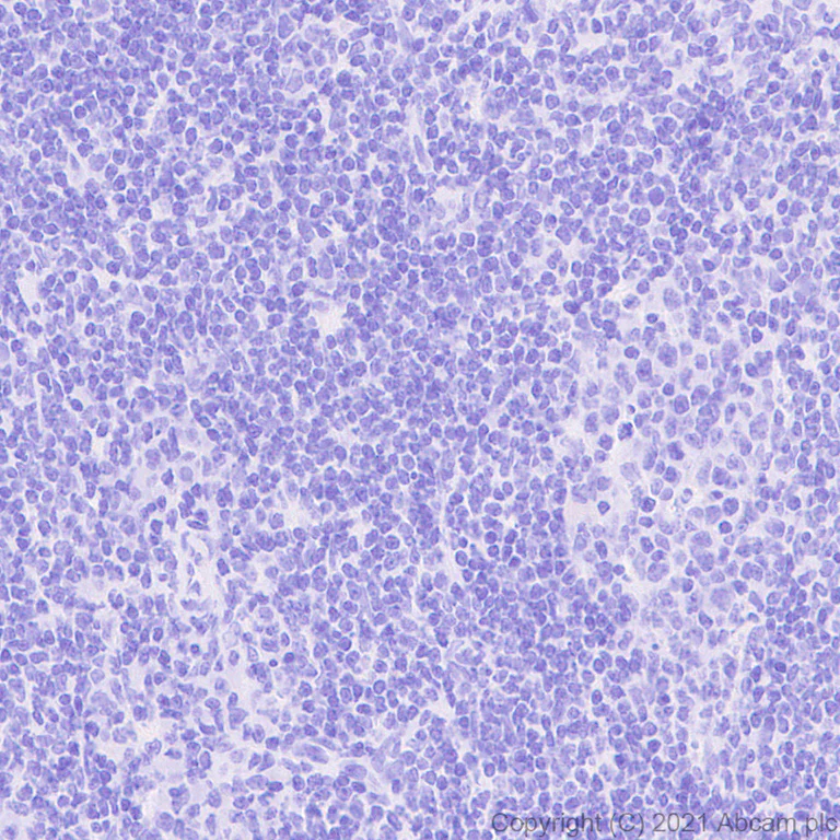 Immunohistochemistry (Formalin/PFA-fixed paraffin-embedded sections) - Anti-EAAT3 antibody [EPR25149-62] - BSA and Azide free (AB288450)