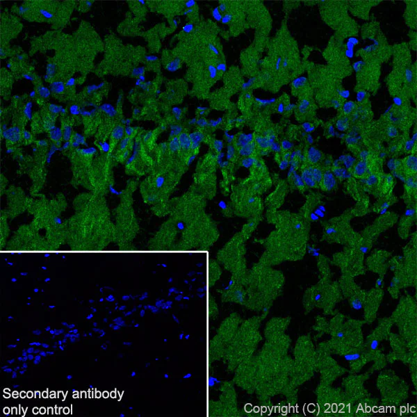 Immunohistochemistry (Frozen sections) - Anti-EAAT3 antibody [EPR25149-62] - BSA and Azide free (AB288450)