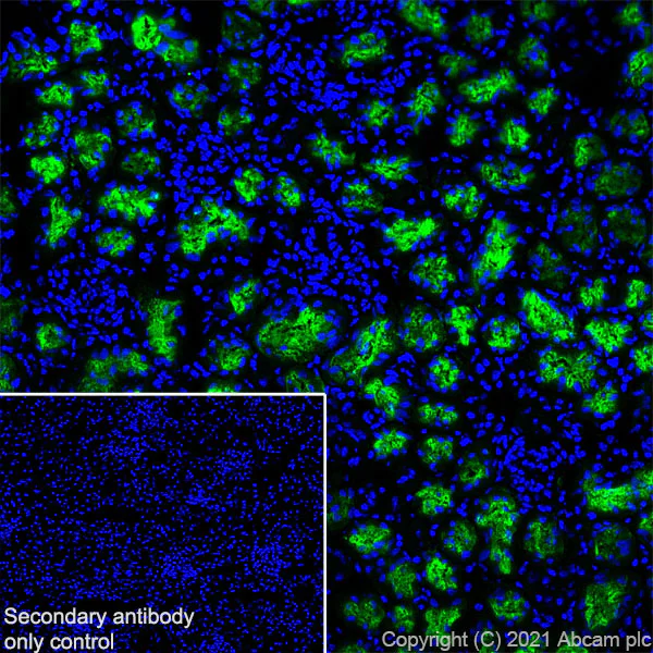 Immunohistochemistry (Frozen sections) - Anti-EAAT3 antibody [EPR25149-62] - BSA and Azide free (AB288450)