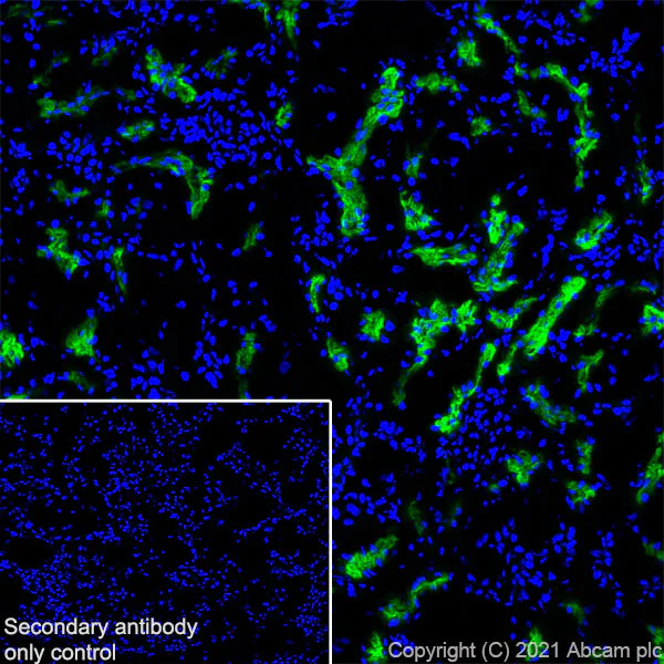 Immunohistochemistry (Frozen sections) - Anti-EAAT3 antibody [EPR25149-62] - BSA and Azide free (AB288450)