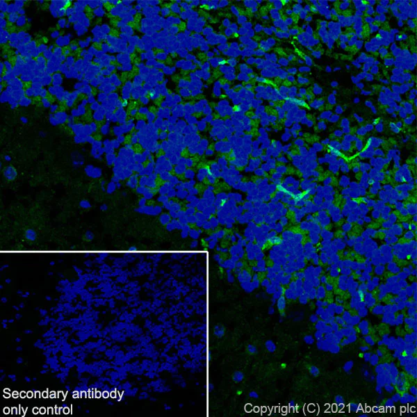 Immunohistochemistry (Frozen sections) - Anti-EAAT3 antibody [EPR25149-62] - BSA and Azide free (AB288450)