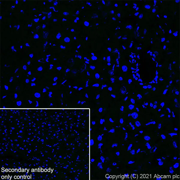 Immunohistochemistry (Frozen sections) - Anti-EAAT3 antibody [EPR25149-62] - BSA and Azide free (AB288450)