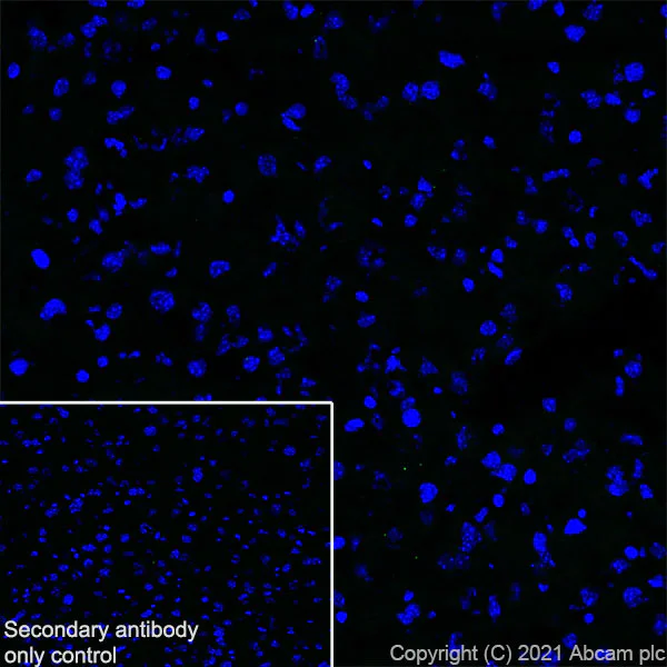 Immunohistochemistry (Frozen sections) - Anti-EAAT3 antibody [EPR25149-62] - BSA and Azide free (AB288450)