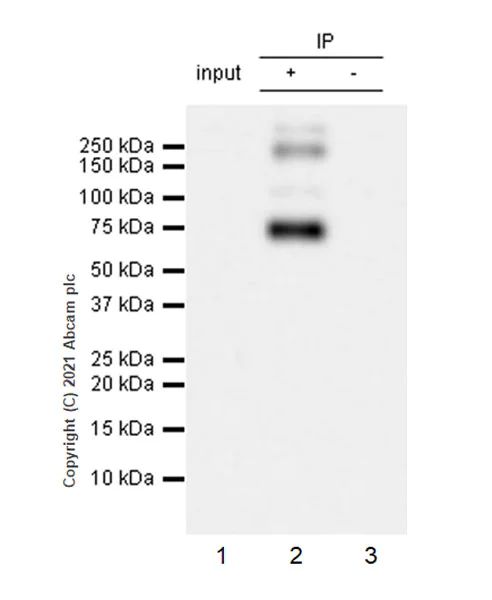Immunoprecipitation - Anti-EAAT3 antibody [EPR25149-62] - BSA and Azide free (AB288450)
