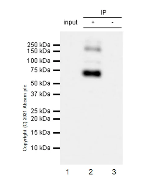 Immunoprecipitation - Anti-EAAT3 antibody [EPR25149-62] - BSA and Azide free (AB288450)