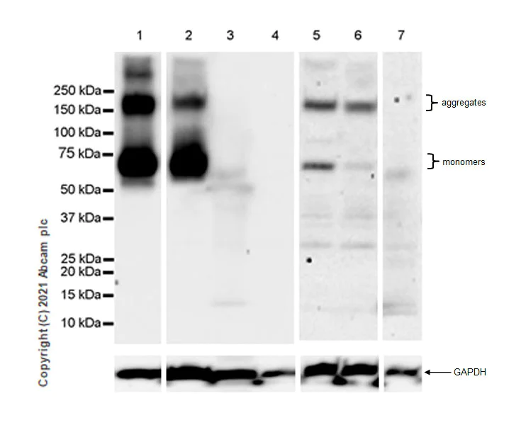 Western blot - Anti-EAAT3 antibody [EPR25149-62] - BSA and Azide free (AB288450)