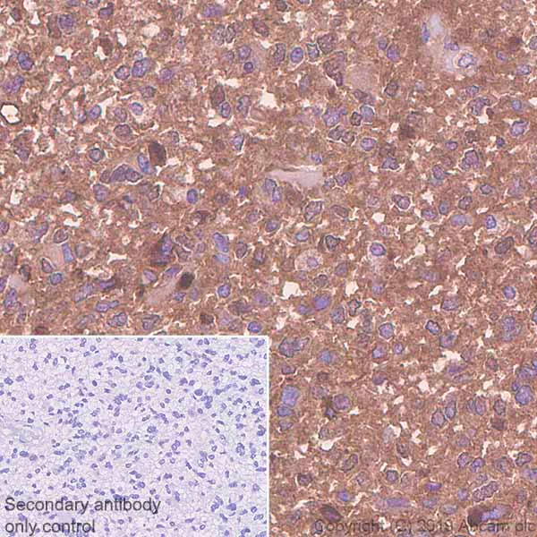 Immunohistochemistry (Formalin/PFA-fixed paraffin-embedded sections) - Anti-EAAT3 antibody [EPR6774(B)] (AB124802)