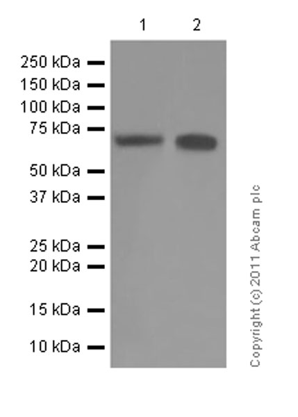 Anti-EAAT3 antibody [EPR6774(B)]